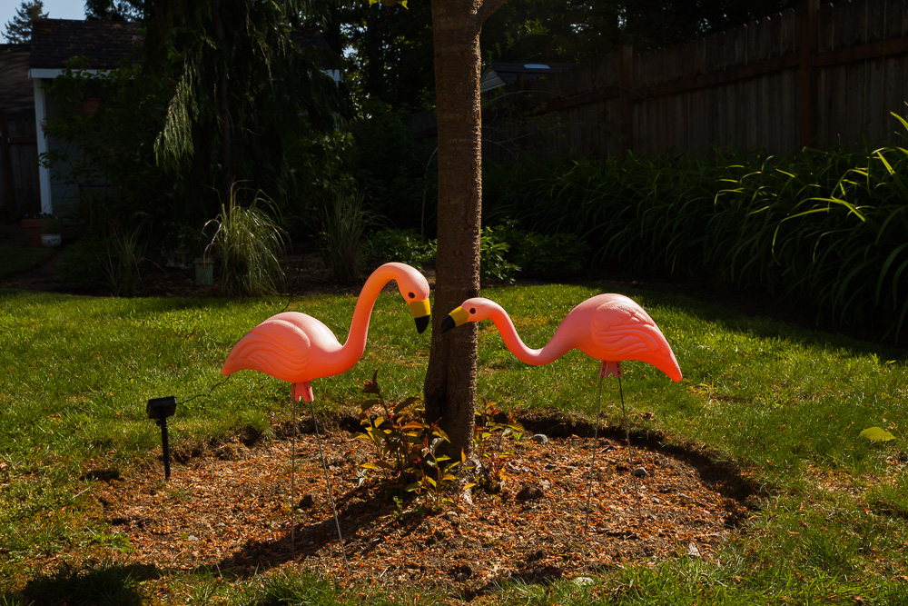 Flamingos