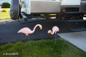 Flamingos