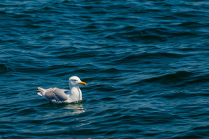 Seagull behind boat