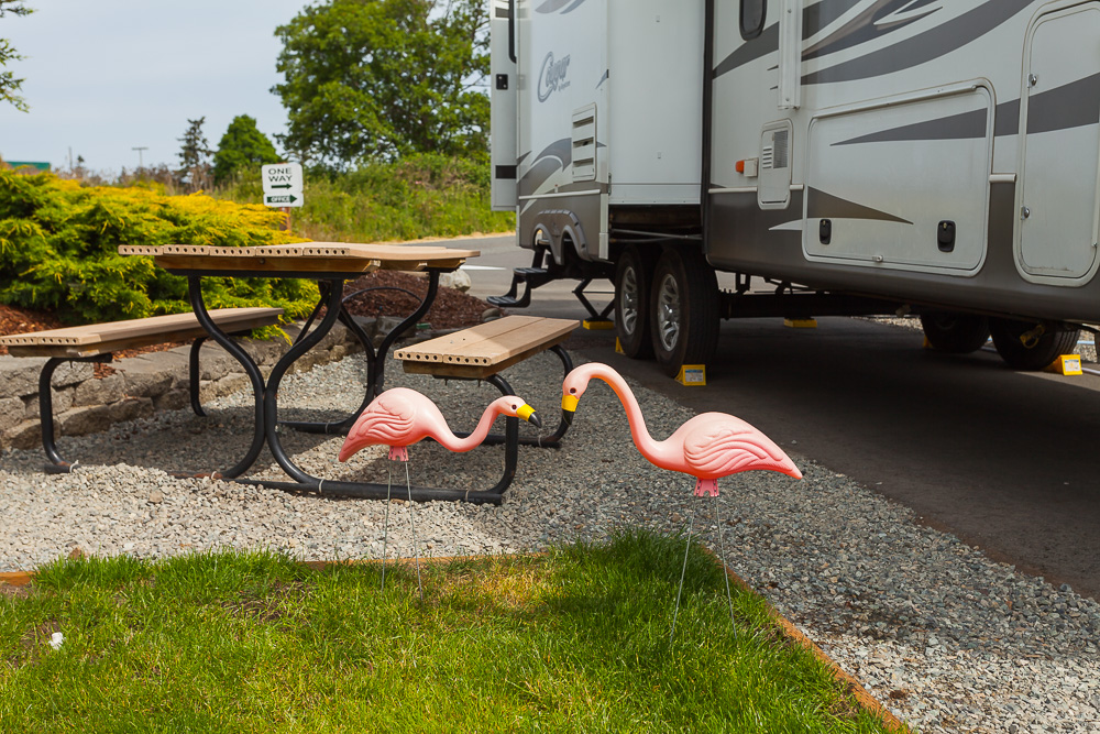 Gilgal Flamingos