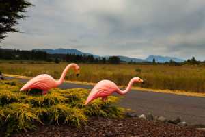 Sequim Flamingos