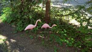 flamingos on spring break